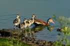 USA, Texas, Hidalgo County. Edinburg Scenic Wetlands, black-bellied whistling duck family Art Print